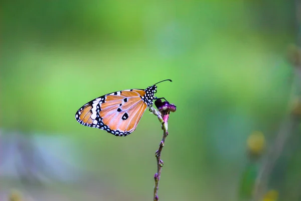 Plain Tiger Danaus Crisálipo Borboleta Beber Néctar Planta Flor Naturezas — Fotografia de Stock