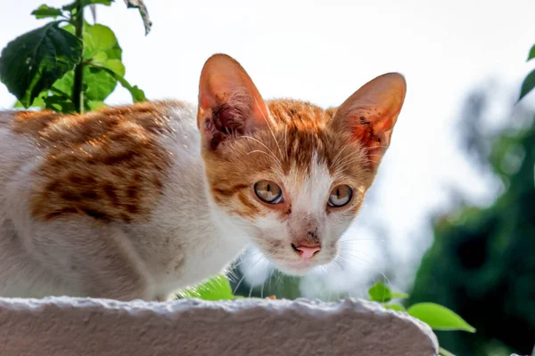 Retrato Gato Aspecto Lindo Con Ojos Bigotes Amarillos Bonito Gatito — Foto de Stock