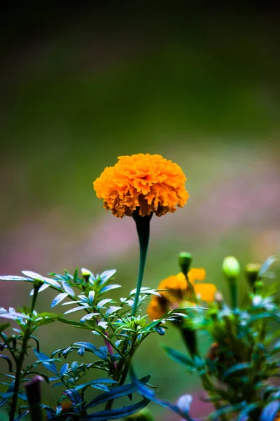 Ringelblume Voller Blüte Einer Natürlichen Umgebung Und Isoliert — Stockfoto