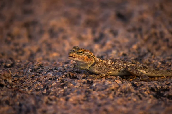 Vanlig Agama Rödhårig Stenagama Agama Agama Kamouflerad Hyderabad Indien — Stockfoto