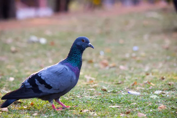 Portrét Domácího Holuba Nebo Holuba Skalního Trávě — Stock fotografie