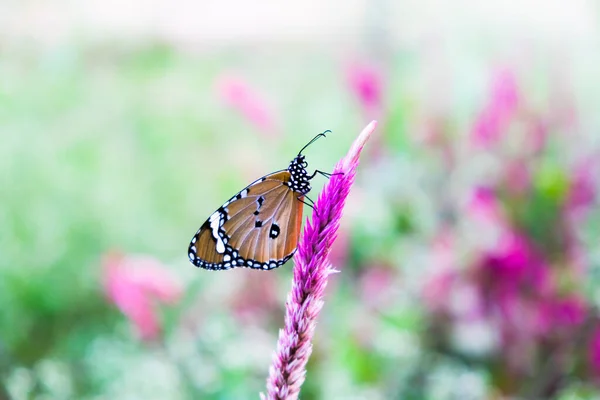 Llano Tigre Danaus Chrysippus Mariposa Beber Néctar Flor Planta Naturalezas —  Fotos de Stock