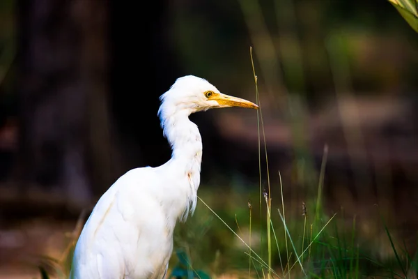 Bubulcus Ibis Heron Beter Bekend Als Runderzilverreiger Gezien Onder Bloemplanten — Stockfoto