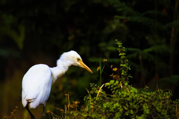 Bubulcus Ibis Heron Powszechnie Znany Jako Egret Bydło Widziany Wśród — Zdjęcie stockowe