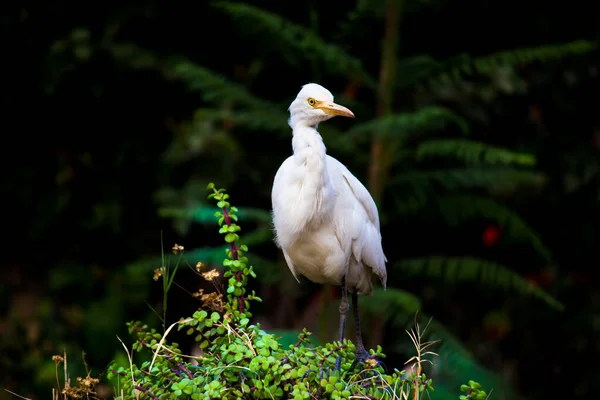 Bubulcus Ibis Heron Common Known Cattle Egret Seen Flower Plants — Stock fotografie