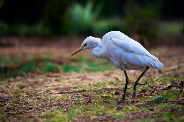 Bubulcus Ibis Heron Powszechnie Znany Jako Egret Bydło Widziany Wśród — Zdjęcie stockowe