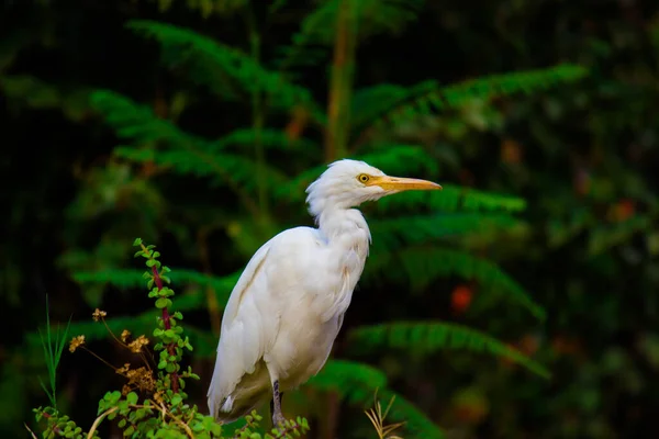 Bubulcus Ibis Eller Heron Eller Vanligtvis Känd Som Nötkreatur Egret — Stockfoto