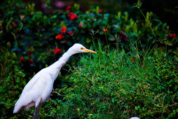 Bubulcus Ibis Heron Beter Bekend Als Runderzilverreiger Gezien Onder Bloemplanten — Stockfoto