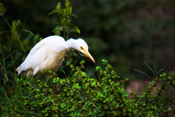 Bubulcus Ibis Heron Beter Bekend Als Runderzilverreiger Gezien Onder Bloemplanten — Stockfoto