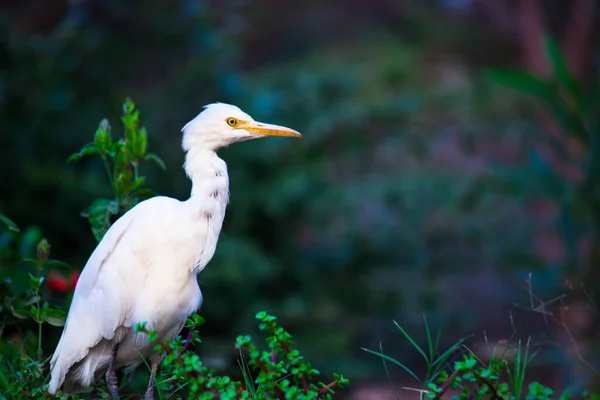 Bovinos Egret Heron Conhecido Como Bubulcus Ibis Firmemente Perto Das — Fotografia de Stock