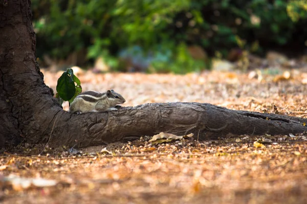 松鼠或啮齿动物 也叫奇普穆克 坐在自然环境中的树干上 — 图库照片