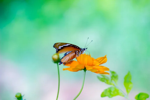 Piękny Portret Tygrysa Zwyczajnego Danaus Chrysippus Motyl Odwiedzając Kwiaty Przyrodzie — Zdjęcie stockowe