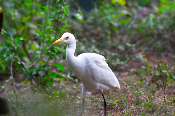 Cattle Egret Heron Known Bubulcus Ibis Standing Firmly Plants Insects — Stock Photo, Image