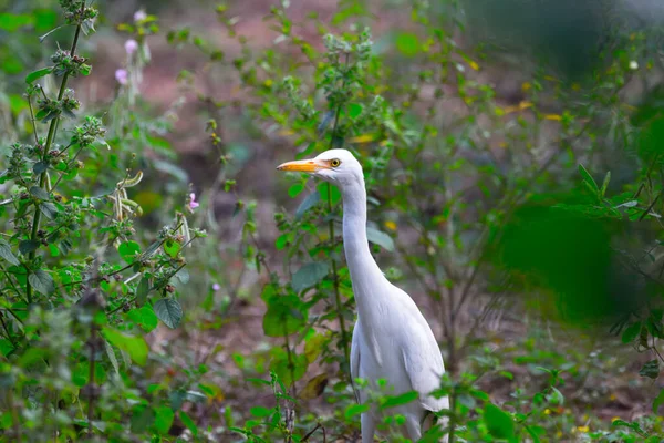 Skot Egret Nebo Volavka Známá Jako Bubulcus Ibis Stojící Pevně — Stock fotografie