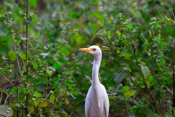 Βοοειδή Egret Heron Γνωστό Bubulcus Ibis Στέκεται Σταθερά Κοντά Στα — Φωτογραφία Αρχείου