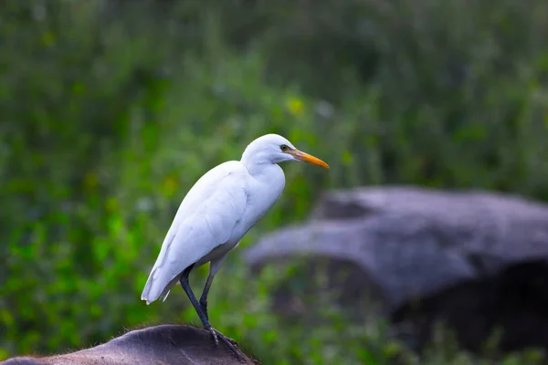 Єгипетська Чапля Egret Або Heron Відома Бубубулк Ibis Твердо Стоїть — стокове фото