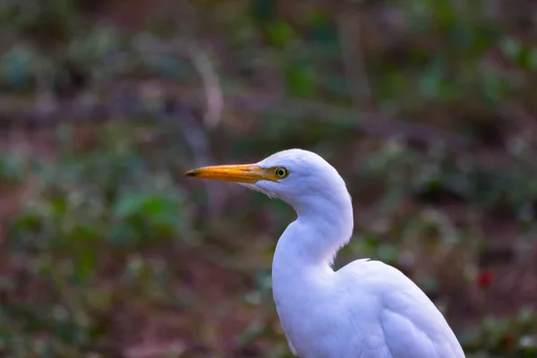 Skot Egret Nebo Volavka Známá Jako Bubulcus Ibis Stojící Pevně — Stock fotografie