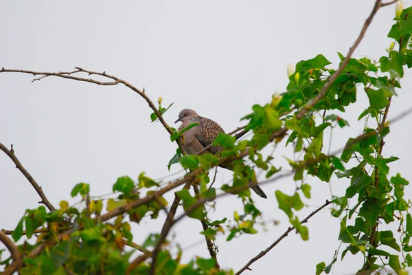 Gołąb Żółwiowy Orientalny Lub Gołąb Żółwiowy Lub Columbidae Siedzący Gałęzi — Zdjęcie stockowe