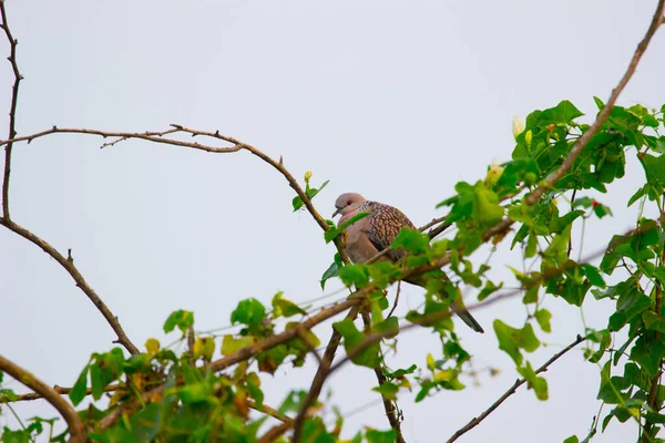 Pomba Tartaruga Oriental Pomba Tartaruga Ruiva Columbidae Sentado Ramo Árvore — Fotografia de Stock