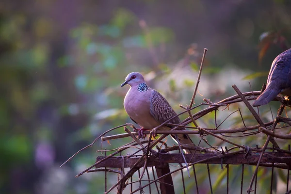 Pomba Tartaruga Oriental Pomba Tartaruga Ruiva Columbidae Sentado Ramo Árvore — Fotografia de Stock