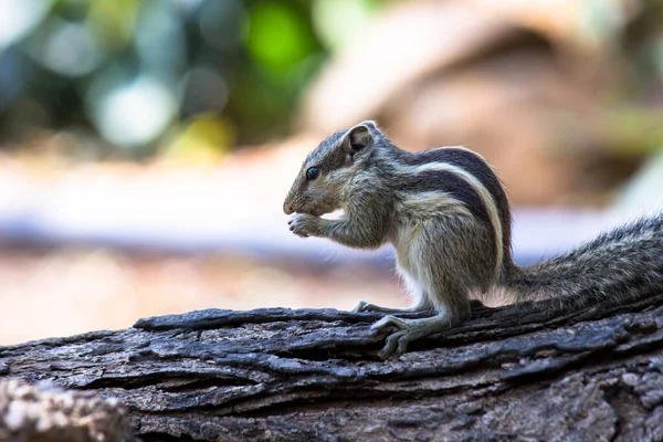 Esquilo Roedor Também Conhecido Como Esquilo Sentado Tronco Árvore Fundo — Fotografia de Stock