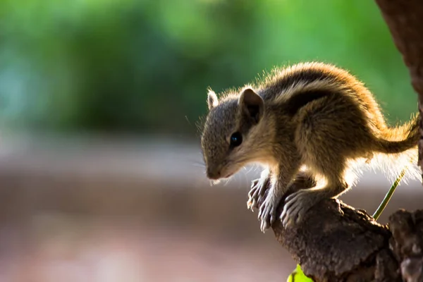 Squirrel Rodent Also Known Chipmunk Tree Trunk Soft Blurry Beautiful — Stock Photo, Image