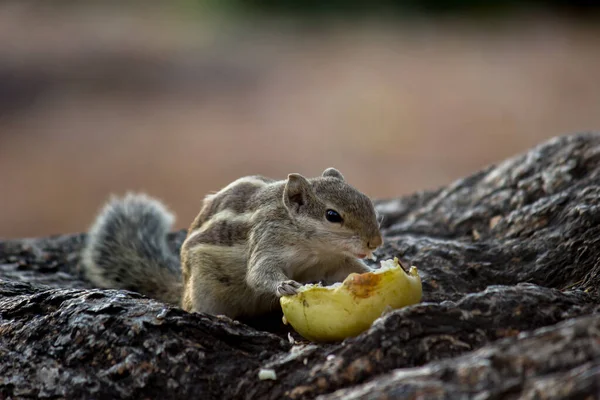 Palm Squirrel Rodent Also Known Chipmunk Eating Rock — Stock Photo, Image