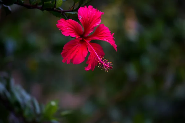 Fiore Ibisco Nella Famiglia Malvaceae Hibiscus Rosa Sinensis Noto Come — Foto Stock