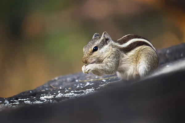 松鼠或啮齿动物 或也被称为奇普穆克 在树干上柔软而模糊的美丽背景下 — 图库照片