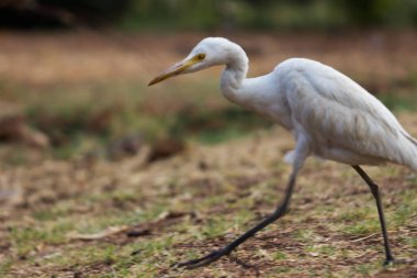 Egret kuşunun ya da Bubulcus Ibis 'in doğa görüntüsü ya da balıkçıl tünemesi ve haşere ve böcek ilaçları için yabani bitkiler. 