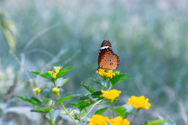  Sade kaplan kelebeğinin resmi ya da baharda çiçek bitkilerinin üzerinde dinlenen Danaus chrysippus olarak da bilinir.