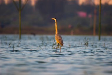 Hindistan 'da Ameenpur Gölü' ndeki su birikintisinde dimdik duran balıkçıl.