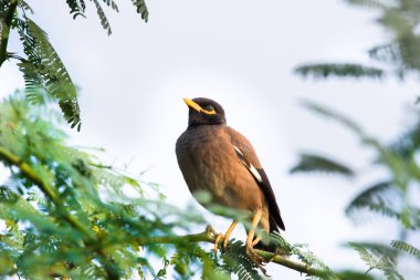  Myna, Sturnidae familyasından 