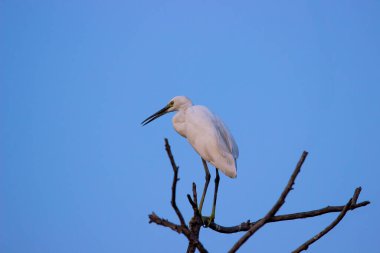 Egret Sığırı ya da Bubulcus Ibis olarak da bilinir. Ağaç dalında dimdik duran Ibis, arka planda mavi gökyüzüne uzanır.