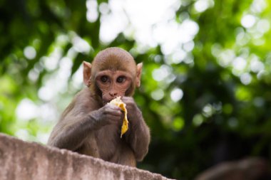 Rhesus macaque maymunu, kırmızı yüzlü ve arkası olan kahverengi primatlar ya da Macaca ya da Mullata olarak da bilinir.