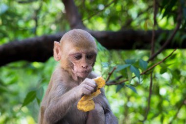 Rhesus macaque maymunu, kırmızı yüzlü ve arkası olan kahverengi primatlar ya da Macaca ya da Mullata olarak da bilinir.