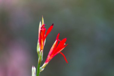 Kırmızı, Sarı veya Turuncu Canna Indica, Cannaceae familyasından Cannaceae familyasına ait bir bitki türüdür..