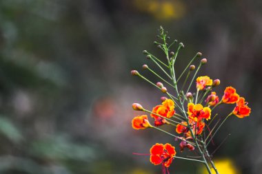  Flamboyant, ve Ateş Ağacı, Royal Poinciana Parkta parlak turuncu çiçeklerle 