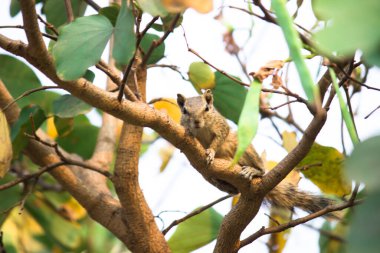 Ağaç dalındaki sincaplar kameraya bakıyor.