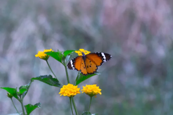 Imagem Borboleta Tigre Simples Também Conhecido Como Danaus Crisálipo Descansando — Fotografia de Stock