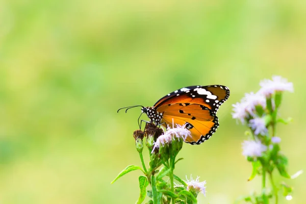 Imagem Borboleta Tigre Simples Também Conhecido Como Danaus Crisálipo Descansando — Fotografia de Stock