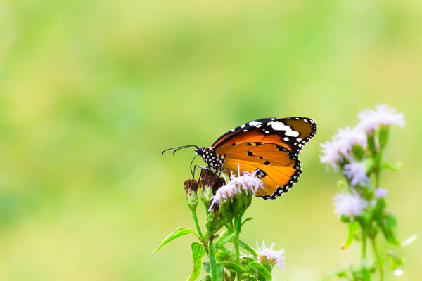  Image of plain tiger butterfly or also know as Danaus chrysippus resting on the flower plants during springtime