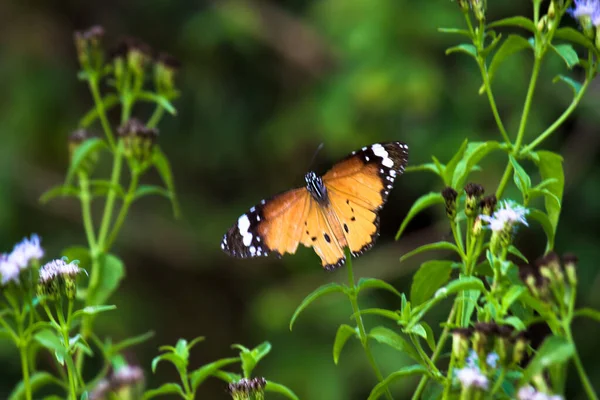Образ Простой Тигровой Бабочки Известен Danaus Chrysippus Покоящийся Цветочных Растениях — стоковое фото
