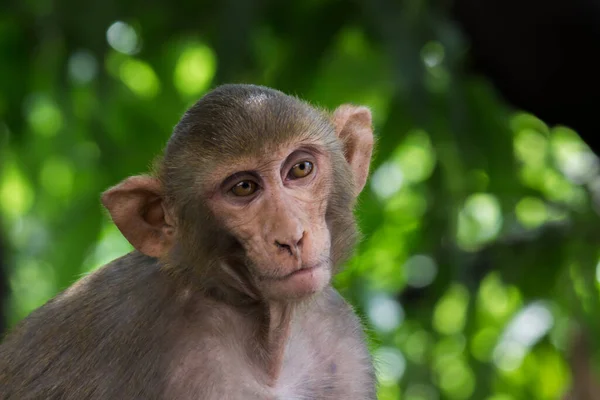 Rhesus Macaque Monkey Zijn Bekende Bruine Primaten Apen Met Rode — Stockfoto