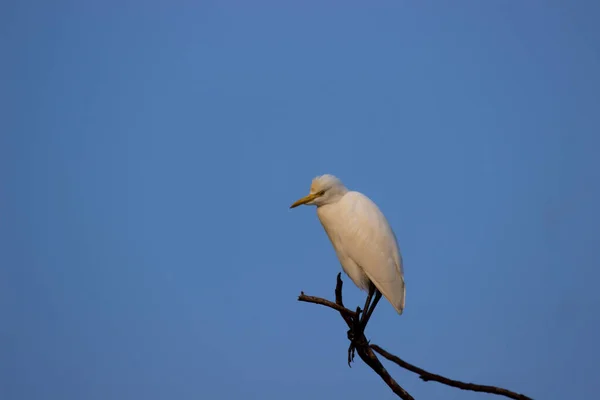 Bydło Egret Lub Znany Jako Bubulcus Ibis Stanowczo Gałęzi Drzewa — Zdjęcie stockowe