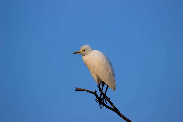 Скотоводческая Цапля Известный Bubulcus Ibis Стоять Твердо Ветке Дерева Против — стоковое фото