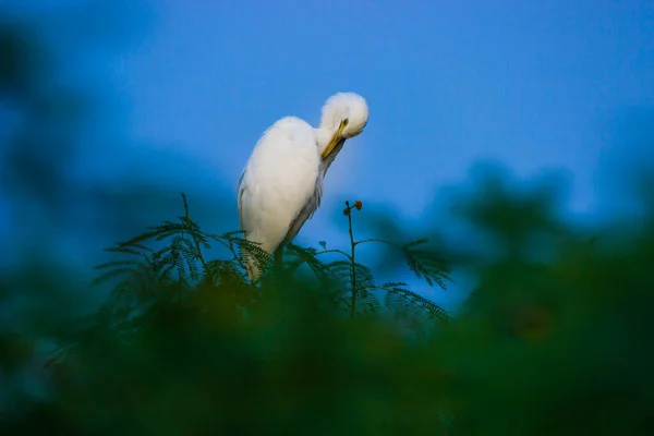 Cattle Egret Known Bubulcus Ibis Standing Firmly Tree Branch Agains — Stock Photo, Image