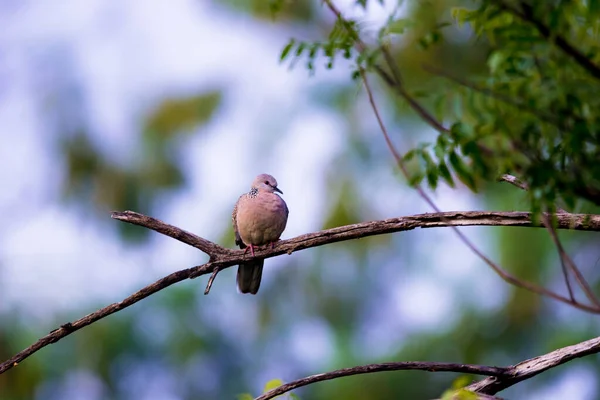 Gołąb Żółwiowy Orientalny Lub Gołąb Żółwiowy Lub Columbidae Siedzący Gałęzi — Zdjęcie stockowe