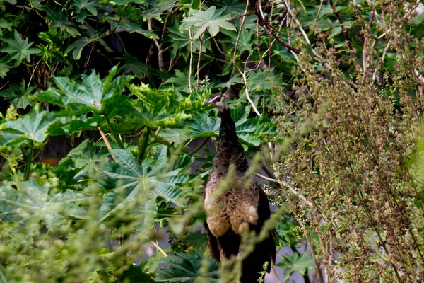 Paon Dans Brousse Dans Son Environnement Naturel — Photo