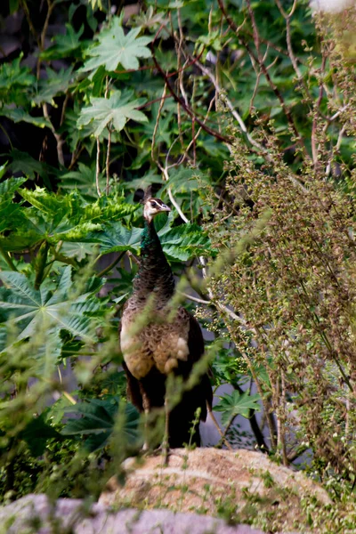 Peafowl Arbusto Entorno Natural —  Fotos de Stock